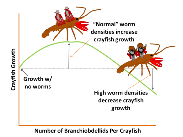The dotted gray line represents crayfish growth in the absence of any branchiobdellids.  I humbly suggest that the authors name this THE PIRATE THRESHOLD.